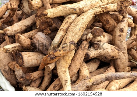 Kudzu roots are stacked at a market for sale, Korea. The starch of the root is edible. The root is squeezed and eaten.