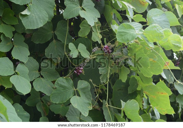 Kudzu Vine Flowers Stock Photo (Edit Now) 1178469187