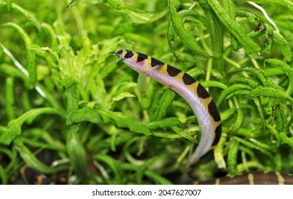 Kuhli loach in freshwater aquarium with aquatic plants background. Pangio semicincta is freshwater ornamental fish.