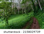 The Kuilau Ridge hiking trail through a protected tropical forest on the Hawaiian Island of Kauai, above the town of Wailua 