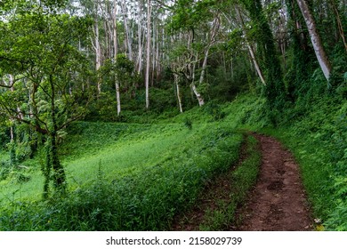 The Kuilau Ridge hiking trail through a protected tropical forest on the Hawaiian Island of Kauai, above the town of Wailua  - Shutterstock ID 2158029739