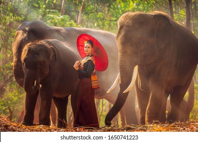 Kui's young Women wearing native dresses are living with elephants. Asian woman hugging a big elephant in the Forest. Elephant with beautiful girl in asian countryside, Surin, Thailand. - Powered by Shutterstock