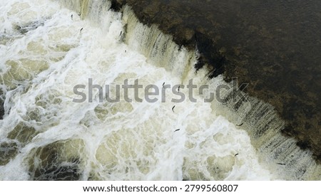 Kuldiga Venta River features a waterfall with turbulent water flow, where fish are visible swimming upstream in a natural landscape