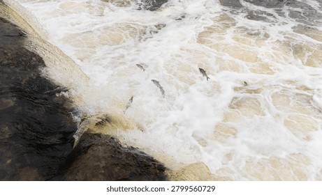 Kuldiga Venta River spring features fish leaping through turbulent waters, with a rocky riverbank visible, highlighting the natural beauty of Latvia's environment