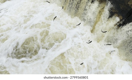 Kuldiga Venta River spring features fish leaping above foamy water as it cascades over a rocky ledge, highlighting the river's vibrant ecosystem
