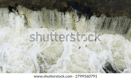Kuldiga Venta River spring waterfall flows over rocks, creating white foam and turbulence, with birds flying above in a natural landscape scene