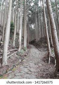 Kumano Kodo Pilgrimage Trail Through The Forest