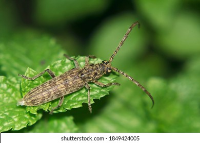 Kumbang Tanduk Panjang or Asian Longhorn beetle Cerambycidae (Rhytidodera Integra), known as the wood driller bugs resting on top of the mint leaf (Lamiaceae) 
