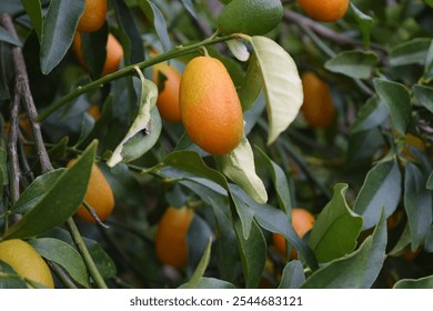 kumquat citrus on a tree - Powered by Shutterstock