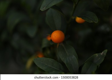 Kumquat close up in lush citrus tree