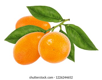 Kumquat isolated on white background