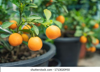 Kumquat In A Pot : The Kind Of Orange