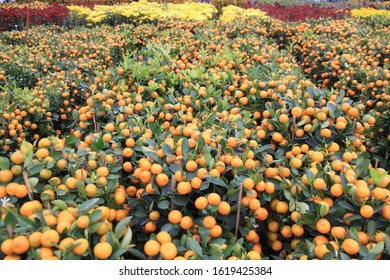 Kumquat Tree In A Chinese New Year Flower Market, Hong Kong