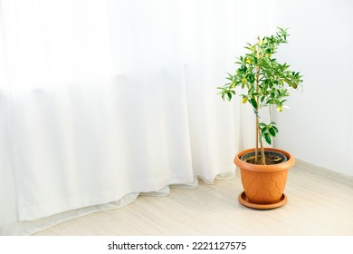 Kumquat Tree In A Pot In The Room