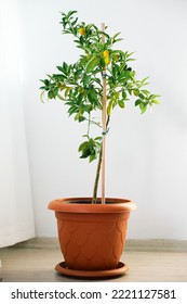 Kumquat Tree In A Pot In The Room