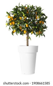 Kumquat tree with ripening fruits in flowerpot isolated on white