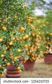 Kumquat tree - the symbol of Vietnamese lunar new year