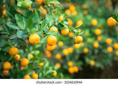 Kumquat tree. Together with Peach blossom tree, Kumquat is one of 2 must have trees in Vietnamese Lunar New Year holiday in north. - Shutterstock ID 1024610944