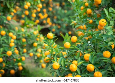 Kumquat tree. Together with Peach blossom tree, Kumquat is one of 2 must have trees in Vietnamese Lunar New Year holiday in north. - Shutterstock ID 647467885