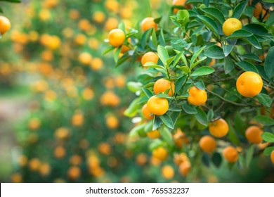 Kumquat tree. Together with Peach blossom tree, Kumquat is one of 2 must have trees in Vietnamese Lunar New Year holiday in north. - Shutterstock ID 765532237