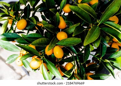 Kumquats Or Cumquats, Ripe Citrus Fruits Hanging In The Tree.