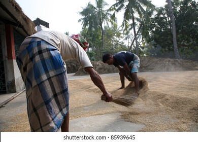 KUMROKHALI, INDIA - JANUARY 12 : Agricultural Workers Drying Rice After Harvest,  January 12, 2009 In Kumrokhali, West Bengal, India.