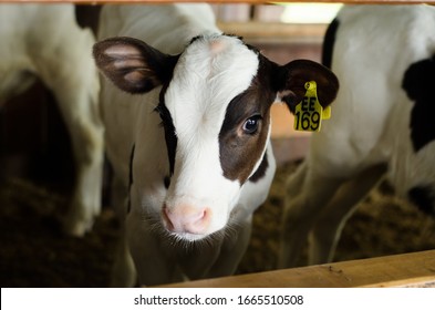 913,565 Livestock Images, Stock Photos & Vectors | Shutterstock