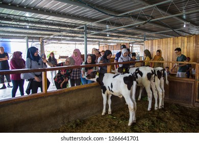 Desa dairy farm website