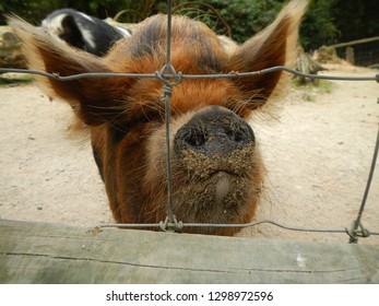 Kune Kune Pig In New Zealand. Close Up