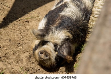 Kunekune, Domestic Pig Of New Zealand