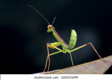 Kung Fu Mantis