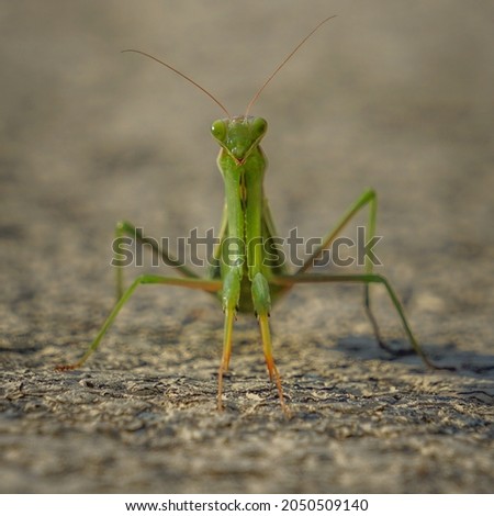 Kungfu master. Close up of a  praying mantis upfront. Green insect with triangular head bulging eyes looking into the camera
