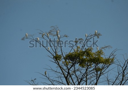 Kuntul kecil (Egretta garzetta) or Little Egret. Beautiful white bird with a slender black beak, long black legs and, in the western race. Amazing Little Egret that was gathering on the trees
