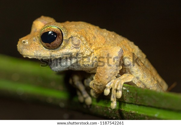 Kuranda Tree Frog Litoria Myola Critically Stock Photo 1187542261 ...