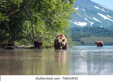 Kurile Lake bear. Russia, Kamchatka Peninsula