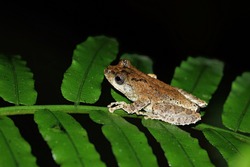 Kurixalus Idiootocus Tree Frog On Fern