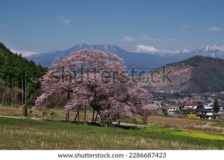 Kurobe's Edohigan cherry blossoms are designated as one of the 'Five Great Cherry Blossoms of Shinshu Takayama Village' and designated as a cultural property by the village. April 9, 2023. Stock photo © 