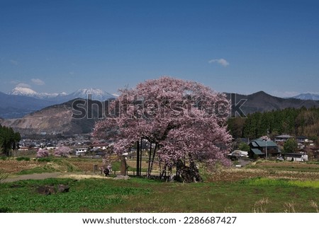 Kurobe's Edohigan cherry blossoms are designated as one of the 'Five Great Cherry Blossoms of Shinshu Takayama Village' and designated as a cultural property by the village. April 9, 2023. Stock photo © 