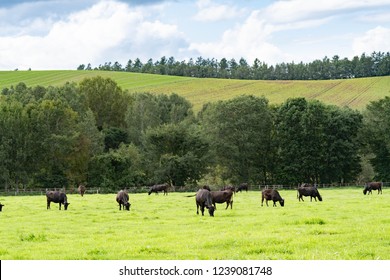 黒毛和牛 の画像 写真素材 ベクター画像 Shutterstock