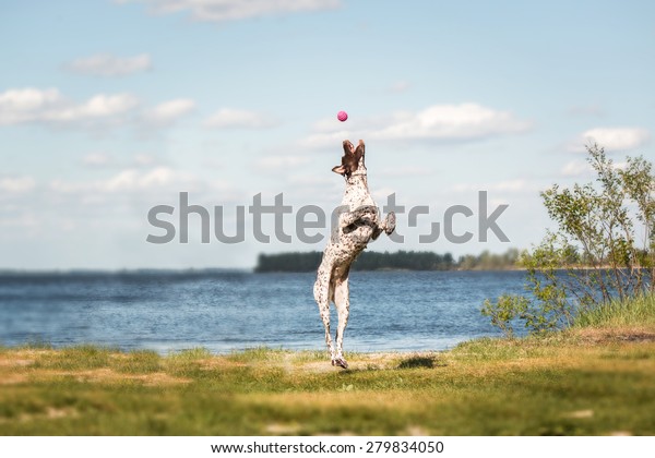 Kurzhaar German Shorthaired Pointer German Pointer Stock Photo