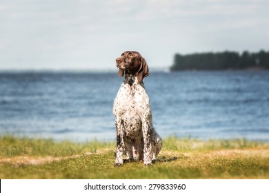 Short Hair Dog Images Stock Photos Vectors Shutterstock