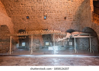 Kusadasi, Aydin, Turkey – October 6, 2020. Interior view of the Kusadasi castle with skeleton of a finback whale (Baleoneptera physalus) that hit the land in Dilek Peninsula National Park in 1998. 