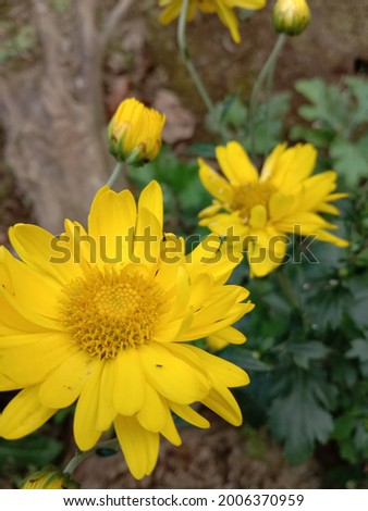 Kusing sunflowers bloom in my yard