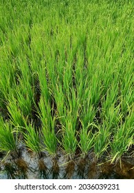 The Kuttanad Rice Field In Kerala.