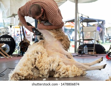 KUTZTOWN, PENNSYLVANIA, USA - JULY 6, 2019: A sheep is sheared as part of a demonstration during the Kutztown Folk Festival in Kutzown, Pennsylvania. 