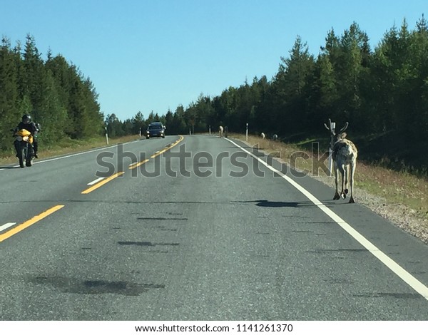 Kuusamo / Finland - July 2018: \
Reindeer stock pasture along route 63 highway 5, animals at road\
cause dangerous situations to motorcyclist and cars  \
