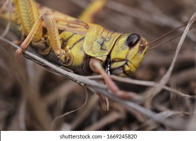 Kuwait City/Kuwait - February 25, 2020: Closeup of locust on reeds