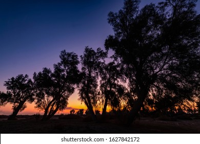 Kuwait Desert Sun Rise With Trees In Silhouette 