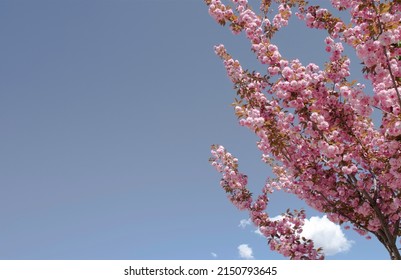 Kwanzan Cherry tree background. Deep pink double-blossoms and rich red-copper leaves in the spring, offering a beautiful flower show. Street tree with leaves that change color year-round. Copy space.