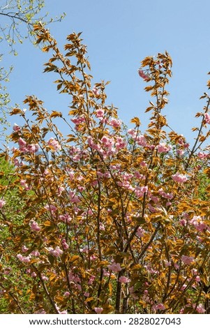 Kwanzan flowering cherry tree. Jackson Park. Chicago.